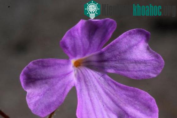 Hoa của loài cây Philcoxia minensis. (Ảnh: Rafael Silva Oliveira)