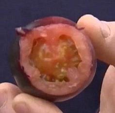 Cà chua ruột màu đỏ, vỏ màu đen