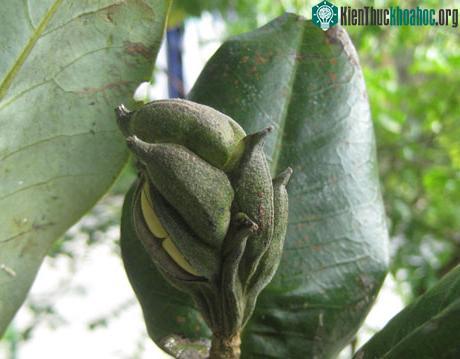 Lá của Dạ hợp Bidoup cứng, dày và có chóp tù. (Ảnh: Vũ Quang Nam)