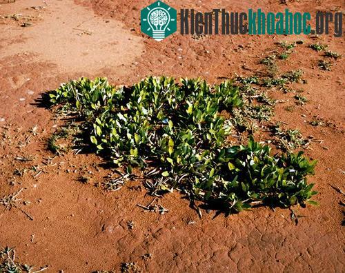 Những sinh vật cổ xưa nhất trên trái đất còn tồn tại ngày nay- ảnh 11