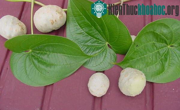 Khoai tây dây leo không ra củ mà... mọc thành trái