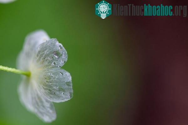 Hoa trong suốt khi gặp mưa
