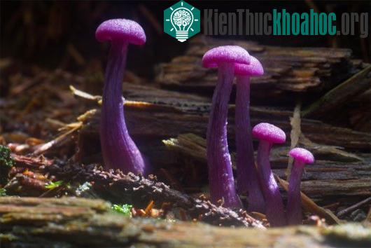 Laccaria amethystina là loài nấm có màu tím