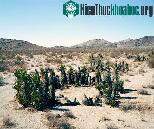 Những sinh vật cổ xưa nhất trên trái đất còn tồn tại ngày nay- ảnh 13