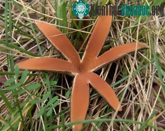 Nấm xì gà của quỷ (Chorioactis geaster)