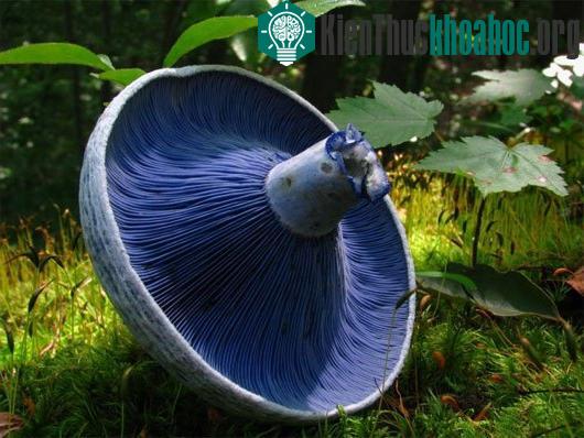 Nấm Lactarius indigo