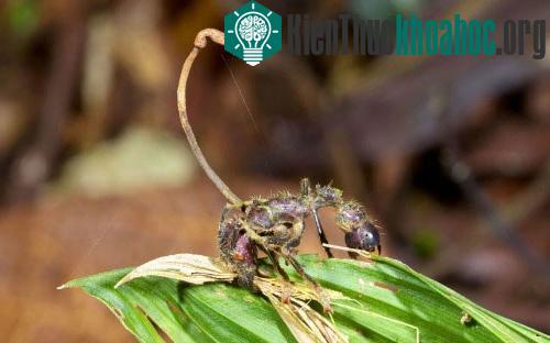 Những loài nấm có hình thù kỳ dị