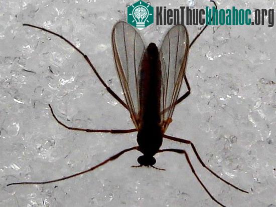 Các loài muỗi "kinh dị" không thèm hút máu người