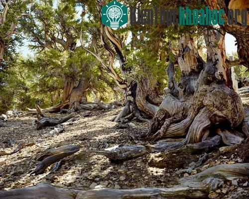Những sinh vật cổ xưa nhất trên trái đất còn tồn tại ngày nay- ảnh 3
