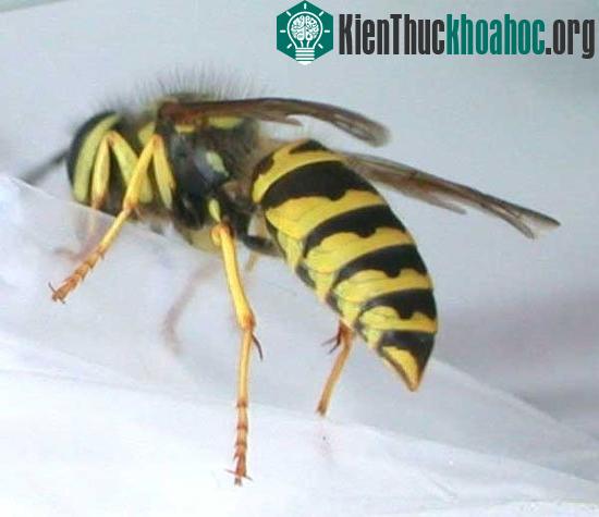 Ong nghệ Đức: Mức độ 2 (đau hơn vết đốt ong mật, có thể đau trong vòng 5 phút)