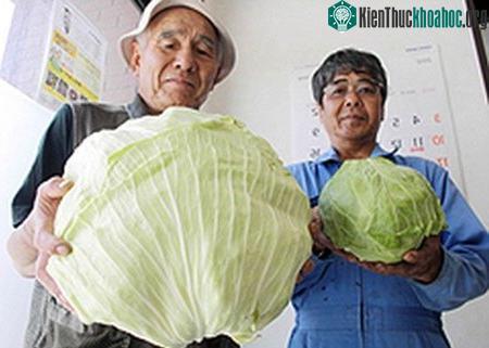 Việc rò rỉ phóng xạ ở Fukushima được cho là đã khiến bắp cải đột biến khổng lồ...