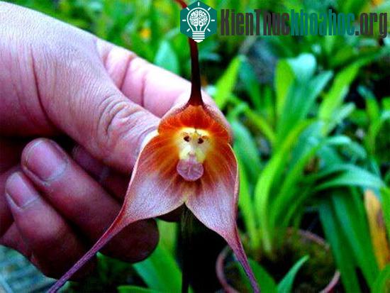 Hoa lan khỉ có thể nở vào bất kỳ mùa nào trong năm.