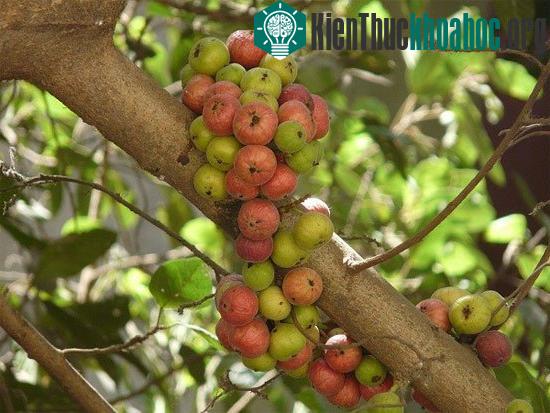 Cận cảnh những quả sung