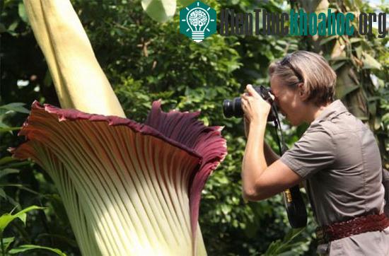 Một du khách chụp ảnh hoa Titan Arum nở - (Ảnh: AP)