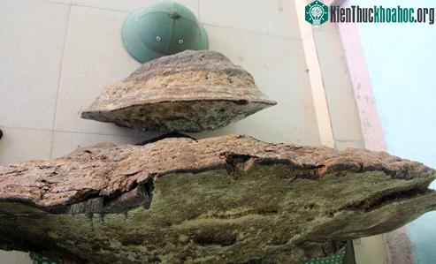Cây nấm có một mặt màu đỏ mật ong, một mặt màu trắng sữa.