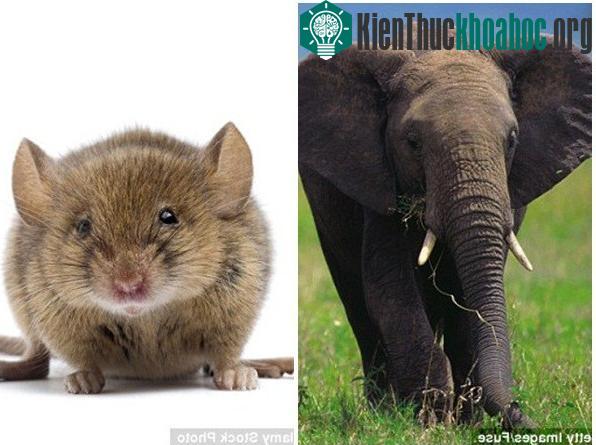 Voi khổng lồ nhưng kích cỡ tinh trùng chỉ bằng một nửa loài chuột.