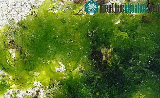 10 sự thật siêu thú vị về rong biển