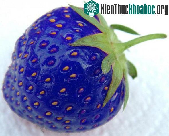 Choáng với loại dâu tây xanh da trời lạ mắt