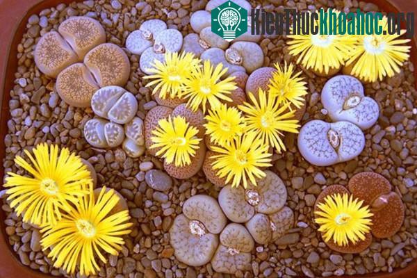 Những loài thực vật độc đáo trên trái đất ảnh 2