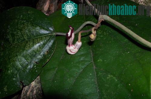 Hình thái cụm hoa của Aristolochia tonkinensis. (Ảnh: Nguyễn Mạnh Cường).