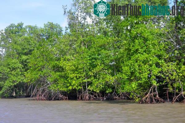 Những điều kỳ thú trong tự nhiên