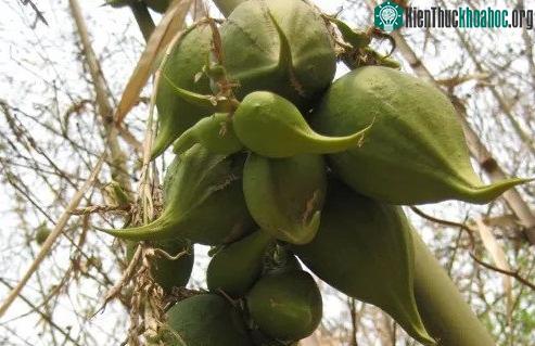 Không những ra hoa, tre còn cho ra quả nữa.