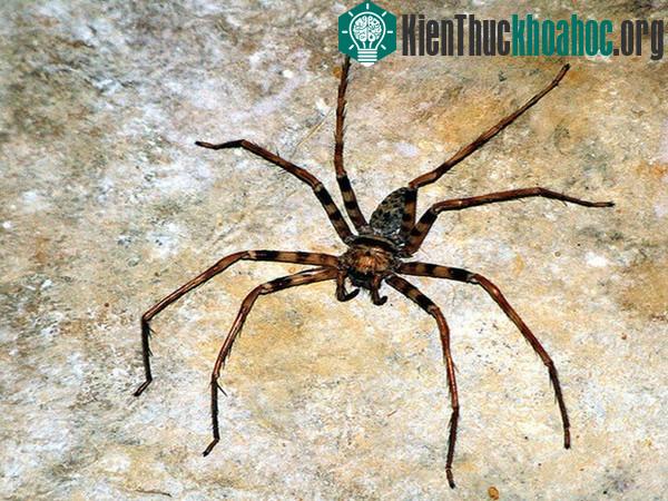 Nhện thợ săn - loài nhện lớn nhất thế giới