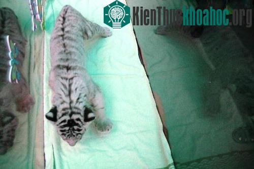 Những hình ảnh đáng yêu của ba chú bạch hổ quý hiếm.
