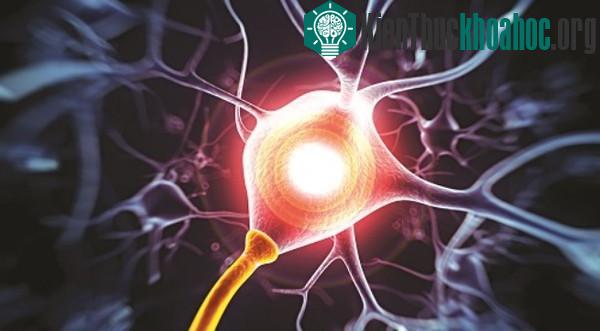Thử nghiệm thành công cấy ghép gene người trên nấm men