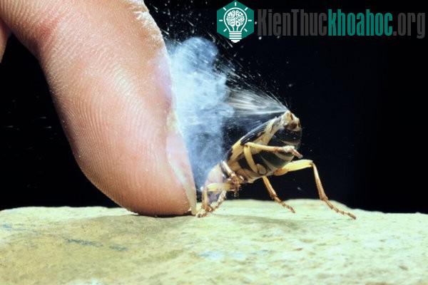 Khả năng "bắn đại bác" hơn 500 viên mỗi giây của bọ rùa "pháo thủ"