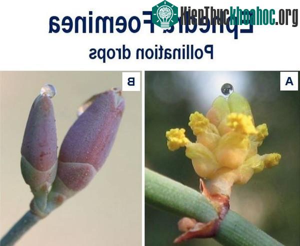Giọt nước thu hút côn trùng tới thụ phấn được tiết ra vào ngày trăng tròn