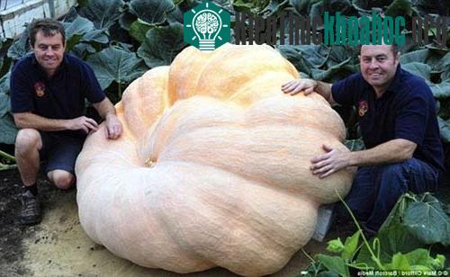 Quả bí ngô nặng 630kg ra mắt năm 2010.