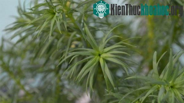 Cây bách vàng Việt Nam vietnamensis. (Ảnh: golbaltrees.org)