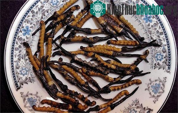 Điều chưa biết về loài "sâu-cỏ" giá bạc tỷ