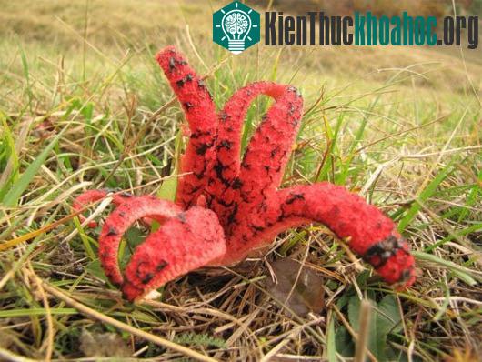 Nấm lõ chó bạch tuộc (Clathrus archeri)
