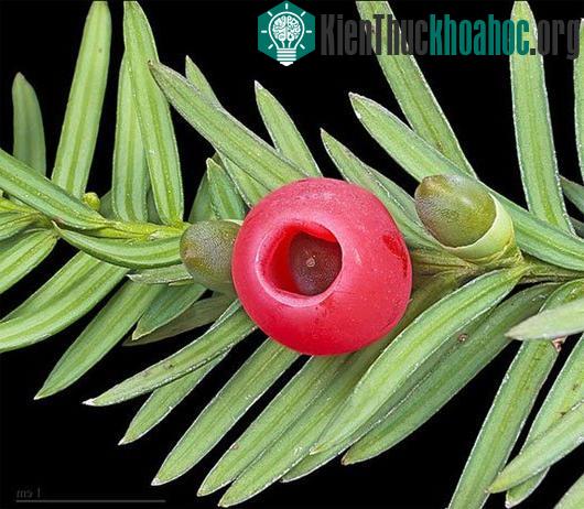 Những loài cây đáng sợ