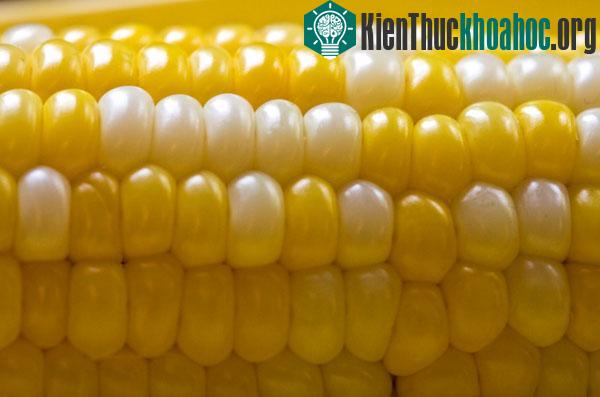 Từng có nhiều vụ kiện chống lại cây trồng biến đổi gene của Monsanto vì cho rằng chúng không an toàn đối với con người và môi trường.