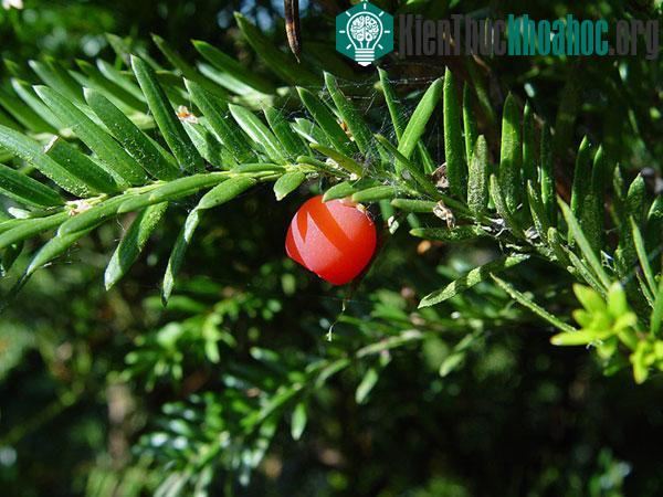 Thủy tùng English Yew