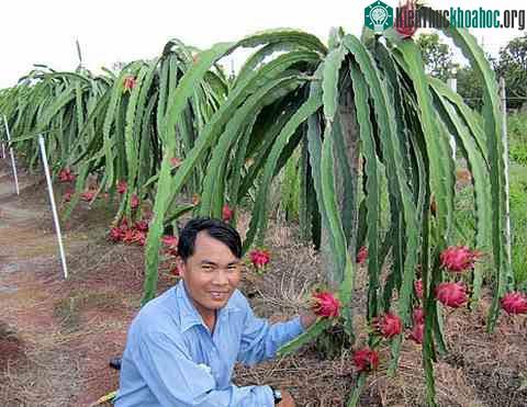 Th.S Nguyễn Ngọc Thi, tác giả giống thanh long ruột tím hồng bên cạnh những cây thanh long ruột tím hồng sai trĩu quả