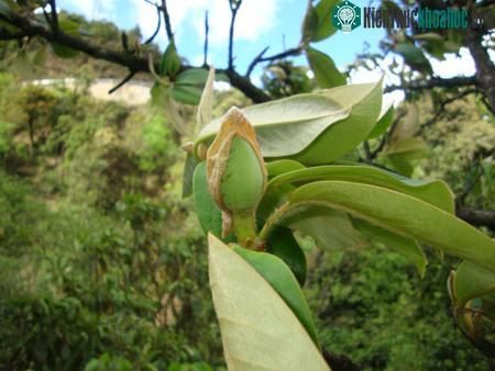 Phát hiện loài cây mới ở Sapa ảnh 2