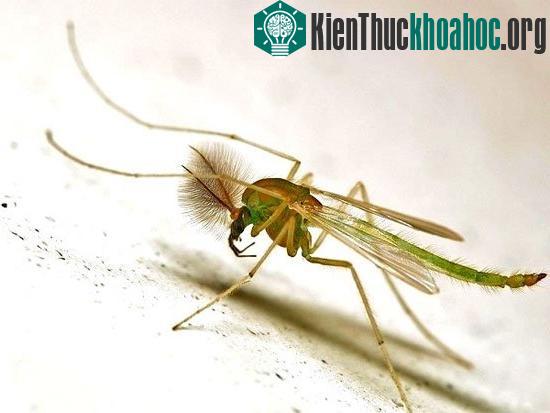 Các loài muỗi "kinh dị" không thèm hút máu người