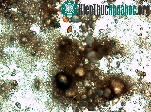 Những sinh vật cổ xưa nhất trên trái đất còn tồn tại ngày nay- ảnh 4