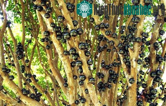 Những quả mọc chi chít trên thân cây Jabuticaba