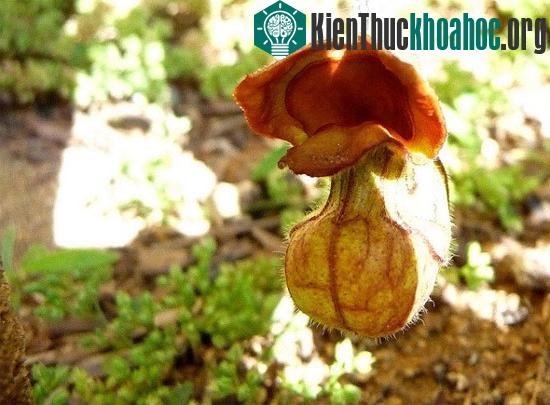 Chân dung kẻ "hôi nách" trong thế giới các loài hoa