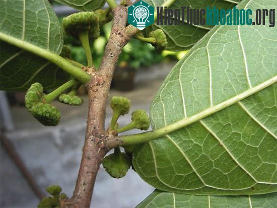 Cây sui (thuốc bắn): bò rừng cũng chết