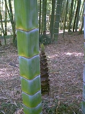 Cây trúc vuông.