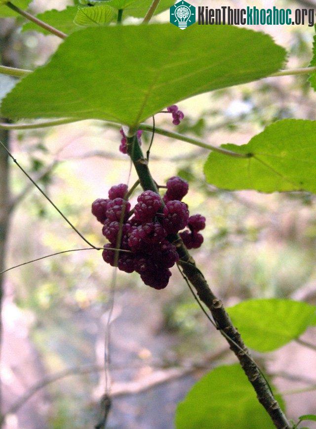 Quả của cây Gympie-Gympei.