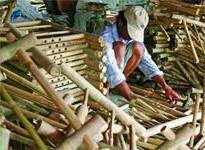 Những bí mật nhỏ của tre ảnh 3