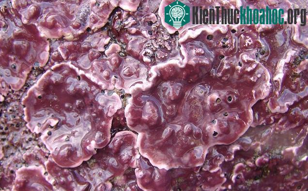 10 sự thật siêu thú vị về rong biển