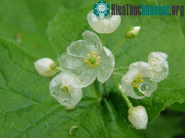 Hoa trong suốt khi gặp mưa